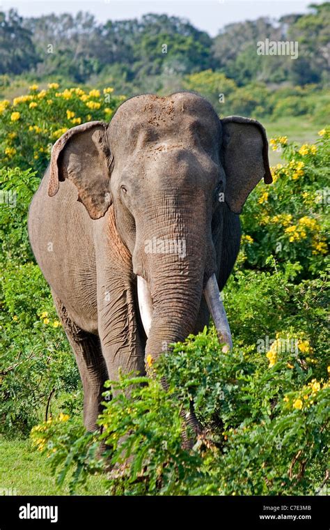 Asian Elephant Elephas Maximus Hi Res Stock Photography And Images Alamy