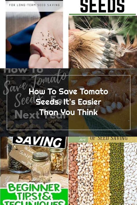 How To Save Tomato Seeds Its Easier Than You Think Artofit