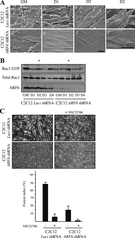 Rac Activity Is Maintained In Arf Knockdown Myoblasts A Scanning