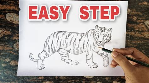 Easy Pencil Drawings Of Tigers