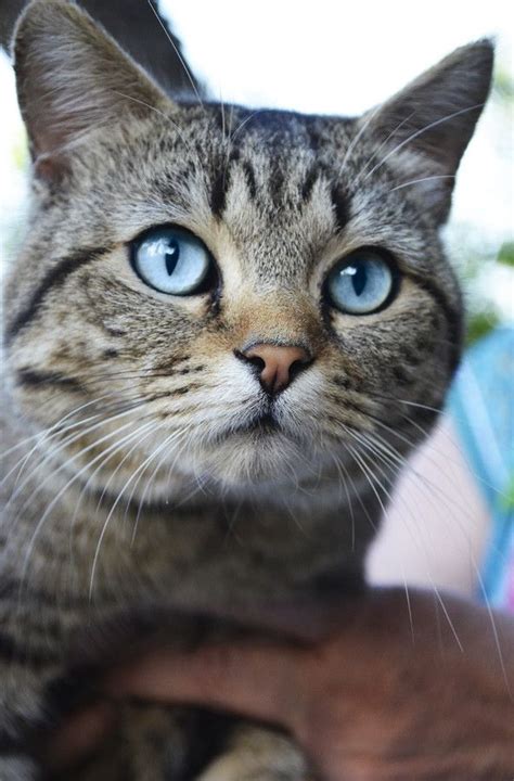 Pin By Melodine On Cats Pretty Cats Beautiful Cats Tabby Cat