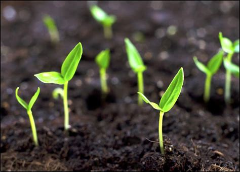 Sprout Wallpapers - Top Free Sprout Backgrounds - WallpaperAccess