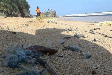 Foto Bluebottle Ubur Ubur Beracun Yang Kerap Meneror Wisatawan Di