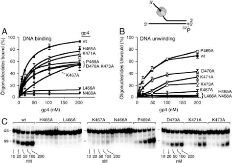 Ssdna Binding And Dsdna Unwinding Activity Of Gene 4 Proteins A Download Scientific Diagram