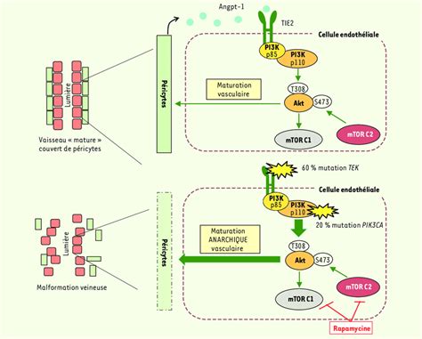 Voie De Signalisation Impliquée Dans Le Processus De Maturation