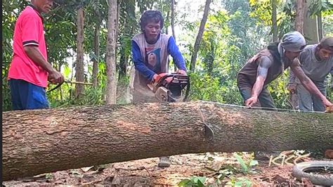 Tebang Pohon Trembesi Dekat Kandang Ternak Stihl Ms381 Chainsaw YouTube