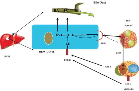 Schematic Representation Of Reverse Cholesterol Transport Ba Bile