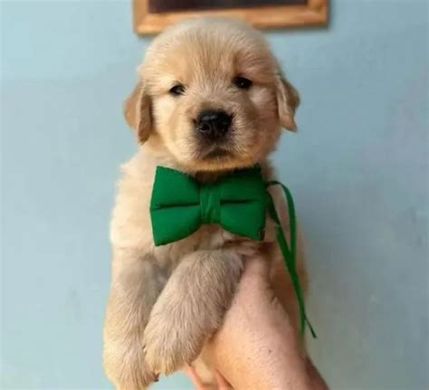 Belos filhotes de Golden Retriever macho e fêmea Cachorros e