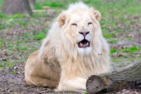 Tipos De Leones Nombres Y Fotos