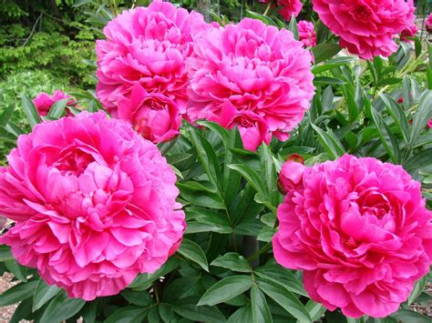 Paeonia Kansas Pioenroos De Tuinen Van Appeltern