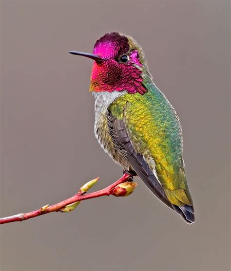 Perched Male Annas Hummingbird Birdnote