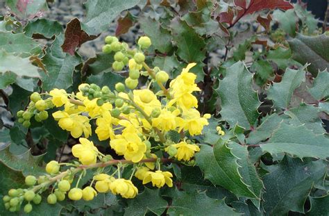 Photo #8680 | Mahonia aquifolium | plant lust