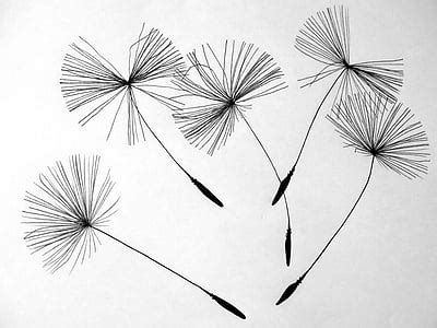 gratis foto tegning blomst vase blomster hvide blomster forest