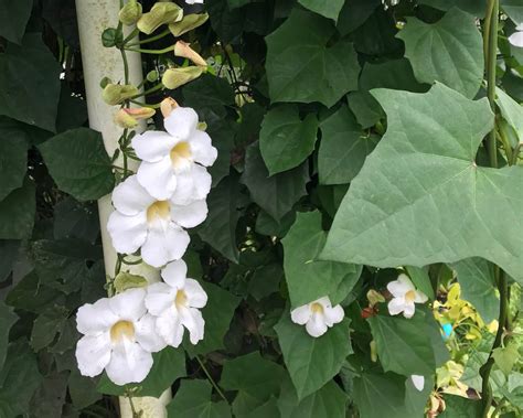 White Thunbergia Jelatok Retreat Farm