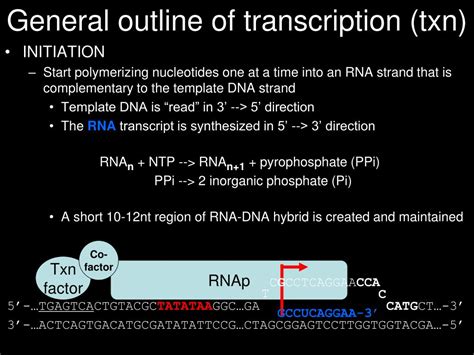 Ppt Transcription Powerpoint Presentation Free Download Id4007379