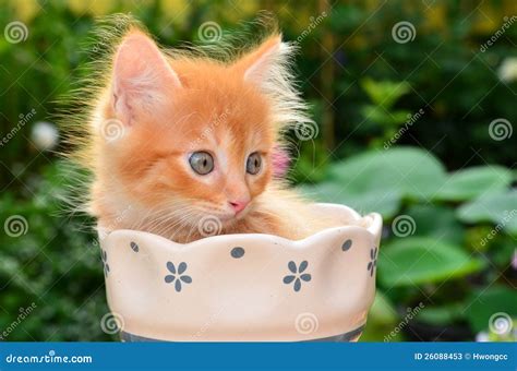 Cute Kitten Stock Image Image Of Young Hair Breed 26088453