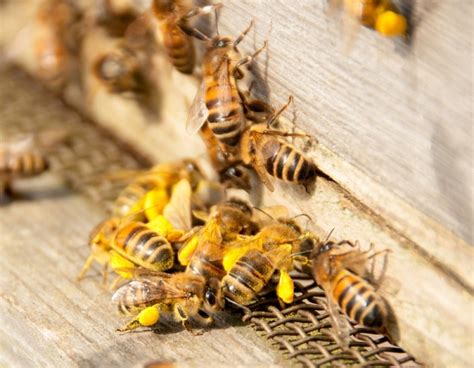 Scientists To Breed Genetically Modified Bees Heres Why Nc State