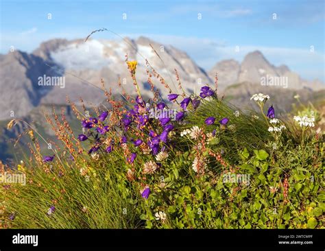 View Of Mount Marmolada Peak With Flowers The Highest Mount Of