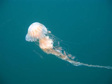 Tipos De Cnidarios Qué Son Ejemplos Características Y Reproducción