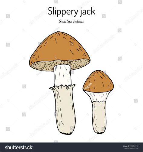 Suillus Luteus Over 128 Royalty Free Licensable Stock Vectors And Vector