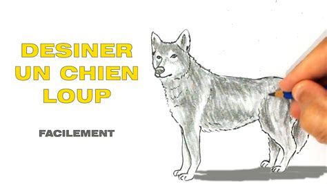 Comment Dessiner Un Chien Loup Primer The Best Porn Website