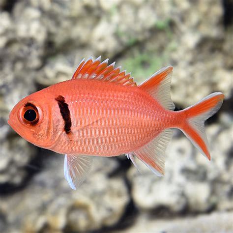 Big Eye Black Bar Soldierfish Saltwater Aquarium Squirrelfish