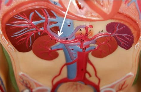 A Pii Lab Practical Veins And Arteries Flashcards Quizlet