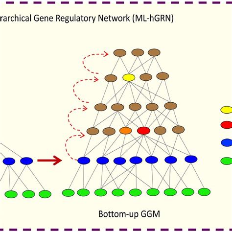 Illustration Of How To Construct A Multilayered Hierarchical Gene