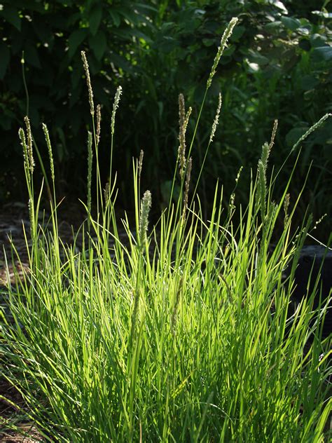 Tips For Growing Grasses And Grass Maintenance