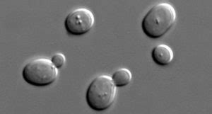 Yeast Cells Budding