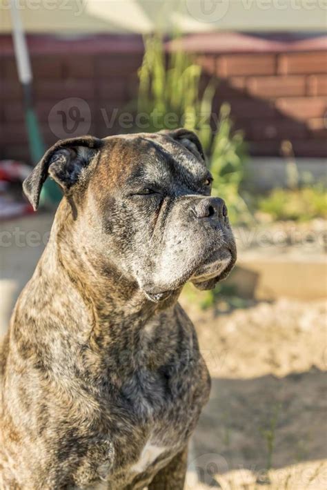 portraint of german boxer dog on the street 9977025 Stock Photo at Vecteezy