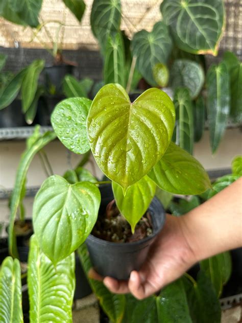 Philodendron Lynamii Furniture And Home Living Gardening Plants