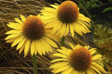 How To Plant And Care For Echinacea - Best Landscape Ideas