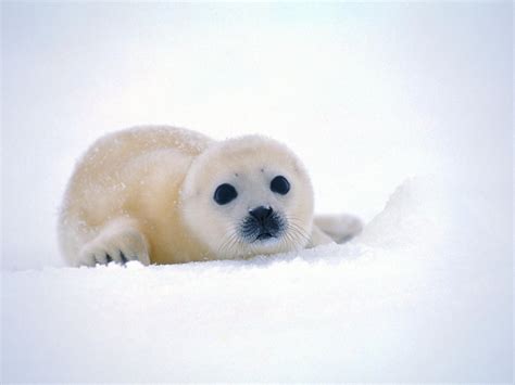 Cute Baby Seal HD desktop wallpaper : Widescreen : High Definition ...