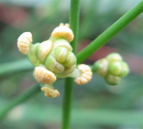 Gnetophyta Ephedra