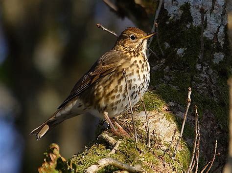 Bird: Song Thrush (Turdus philomelos) | Wildlife Insight