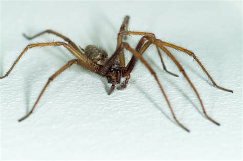 A Big Large Male Giant House Spider On A White Wall Stock Photo Image