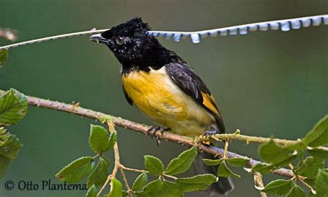 King Of Saxony Bird Of Paradise