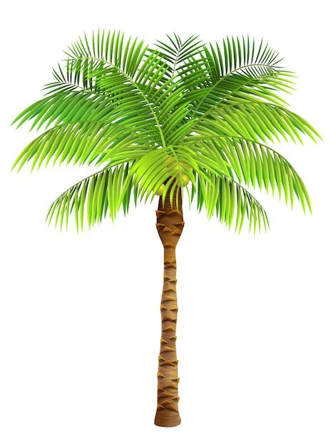 Coconut Tree Hd Images Free Infoupdate Org