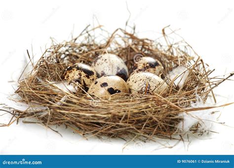 Real Nest And Blue Spotted Chipping Sparrow Eggs Stock Photography