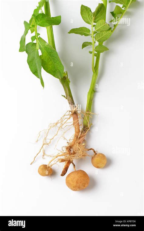 whole potato plant Stock Photo - Alamy