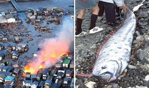 Japan on earthquake alert as two deep-sea oarfish fish are found by ...