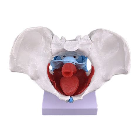 Buy Wjer Female Pelvic Model Pelvis Anatomy Skeletal Life Size Model