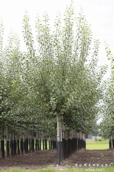 Grote Pruimenboom Prunus Domestica Reine Claude D Althan Halfstam