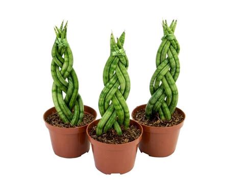 Sansevieria Trançada Lança de Ogum Pote 11 Expo Plantas Garden