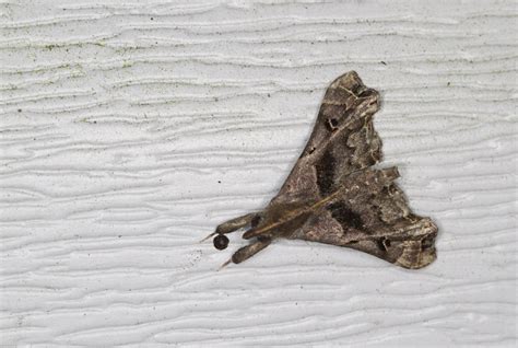 Maryland Biodiversity View Thumbnails Faint Spotted Palthis Moth