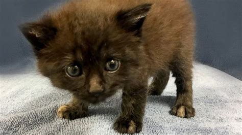 Rare male tortoiseshell cat attracts 100s wanting to adopt - ABC News