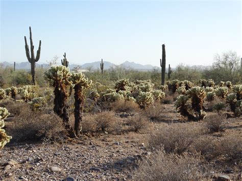 Cactus & Cats: McDowell Sonoran Preserve Trails