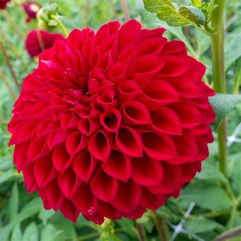 Red Dahlia Flower Meaning Best Flower Site