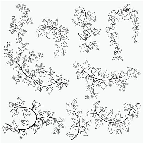 Simplicity Ivy Freehand Drawing Flat Design Collection Vector